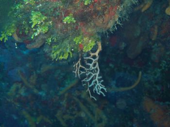 Taken in Cozumel with a olympus C50 with a PT014 casing. by Anna Visconte 